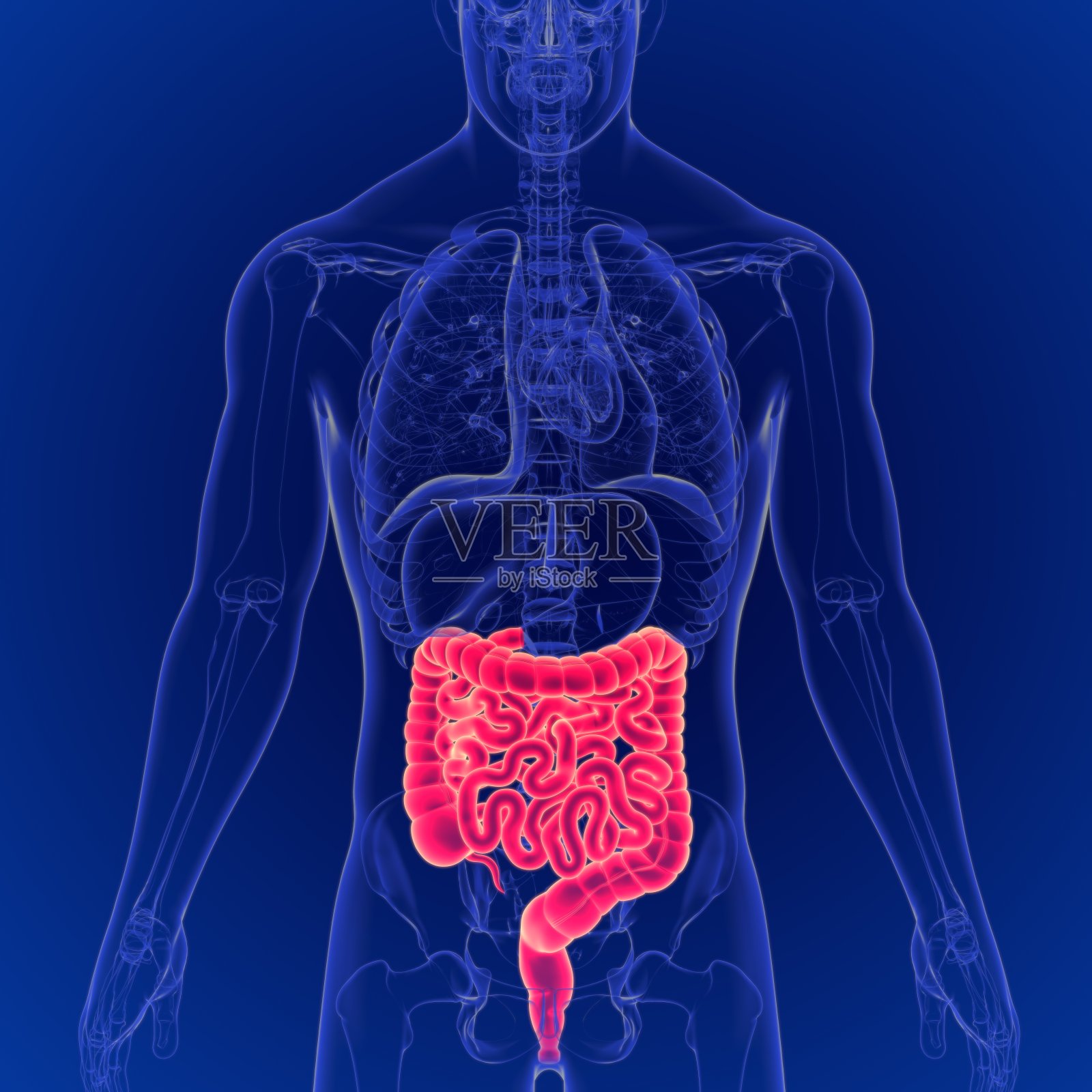 人体消化系统大和小肠解剖的3D插图照片摄影图片