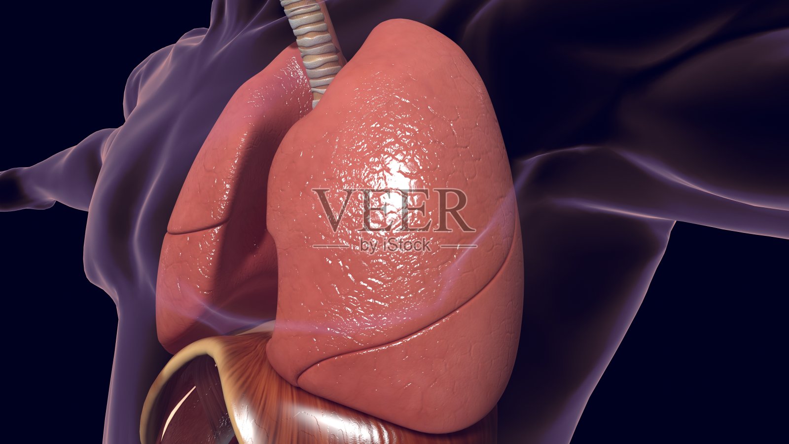 肺人体呼吸系统解剖医学概念3D照片摄影图片