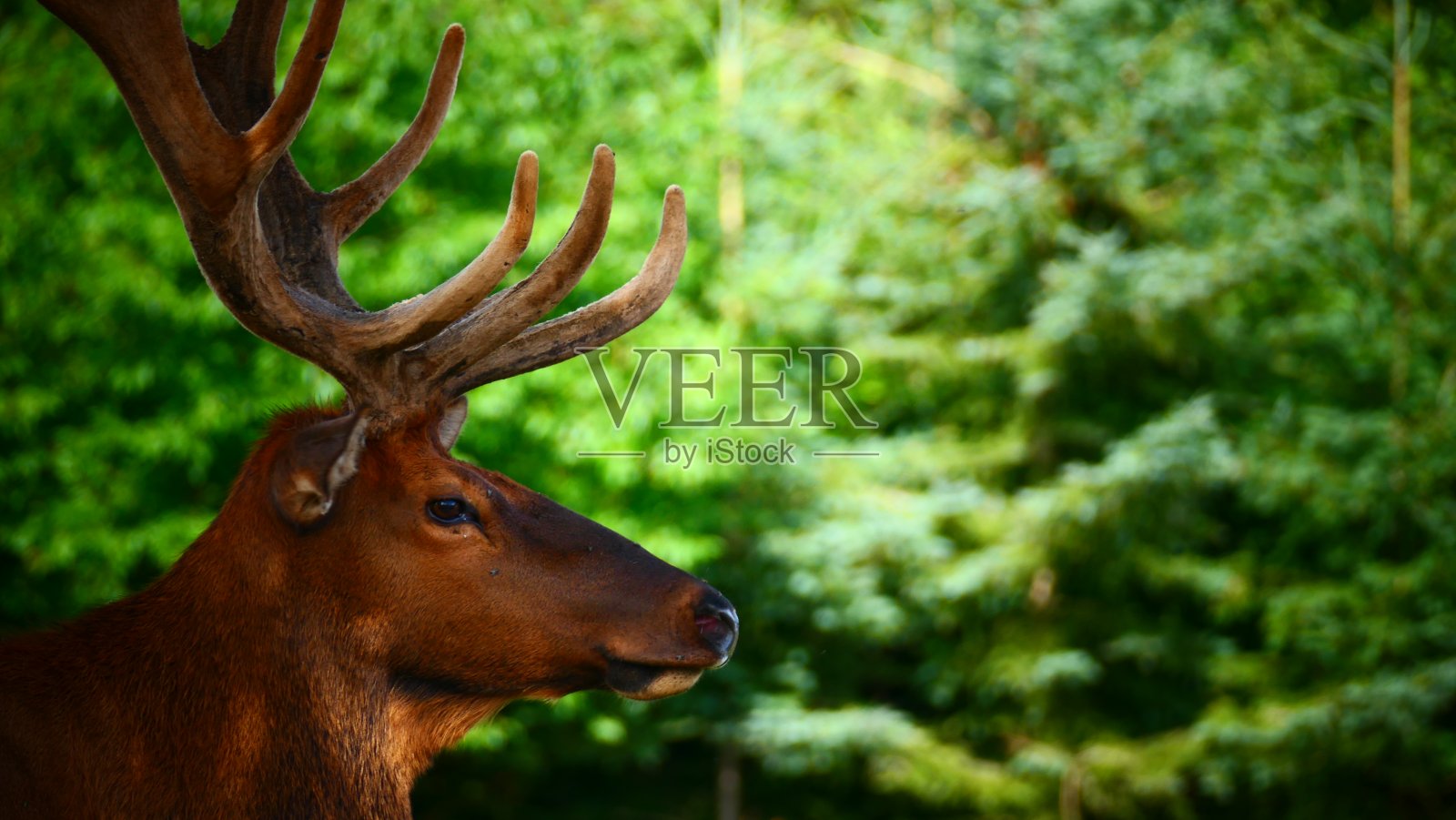 男性马皮提在特写与文本空间照片摄影图片