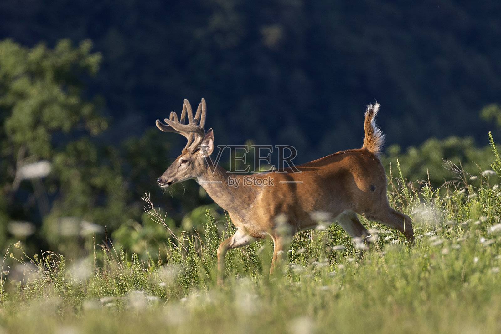 白尾鹿鹿照片摄影图片