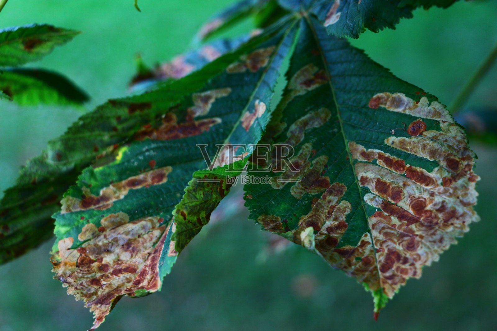 被小蛾侵染的板栗叶子照片摄影图片