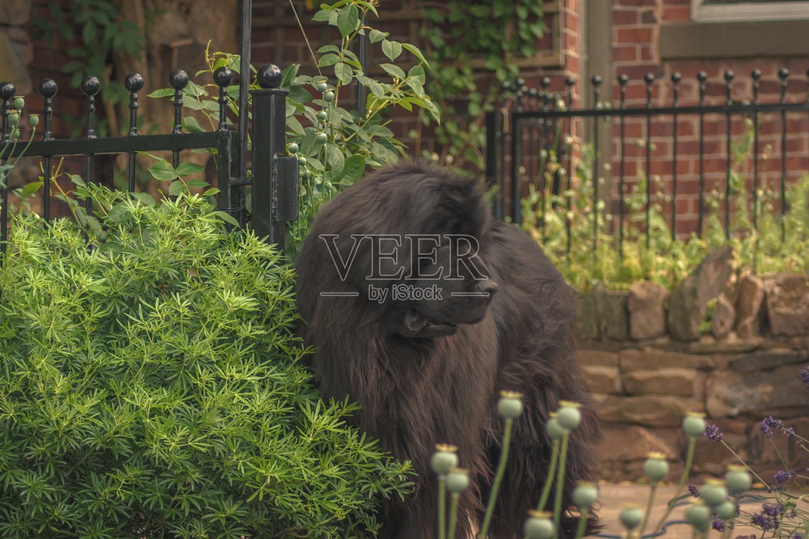 花园里的纽芬兰狗照片摄影图片
