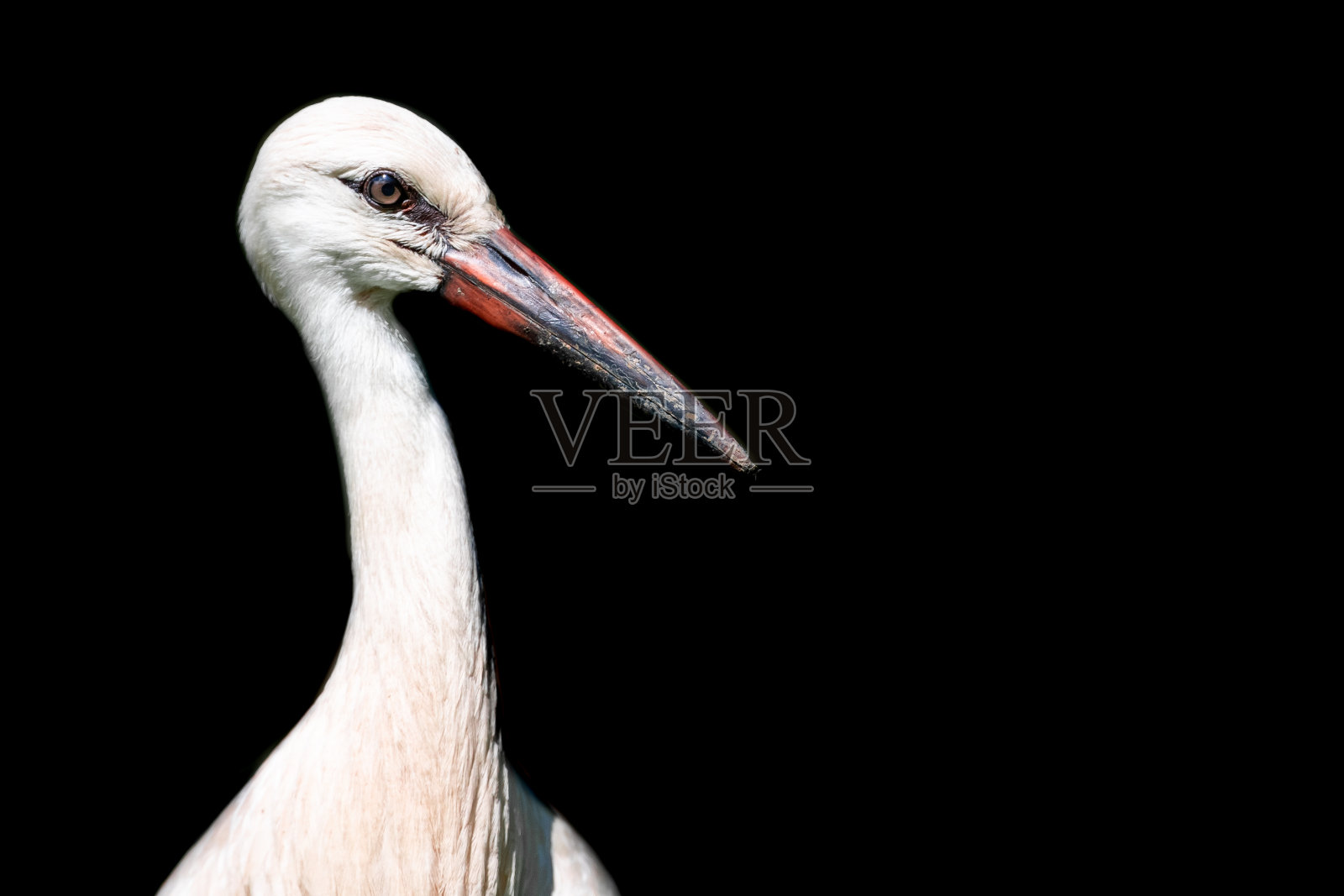 有黑色背景的白鹳照片摄影图片