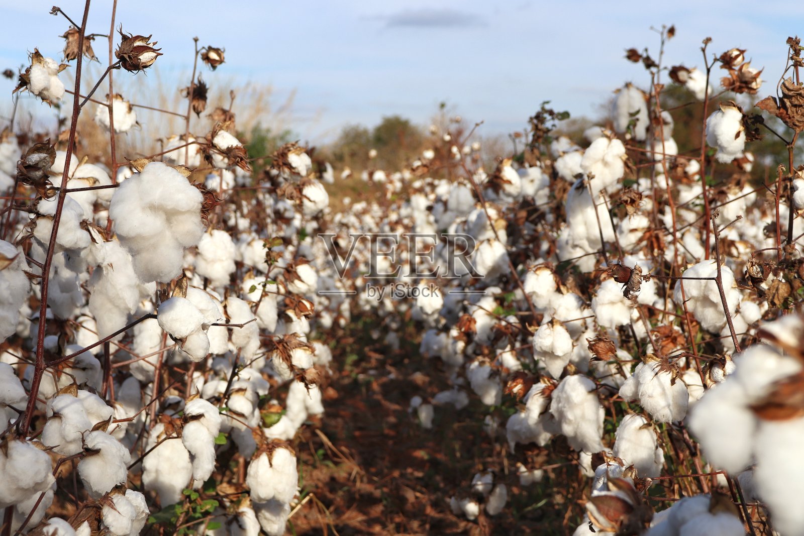 棉花种植园在一个美丽的阳光明媚的蓝天照片摄影图片
