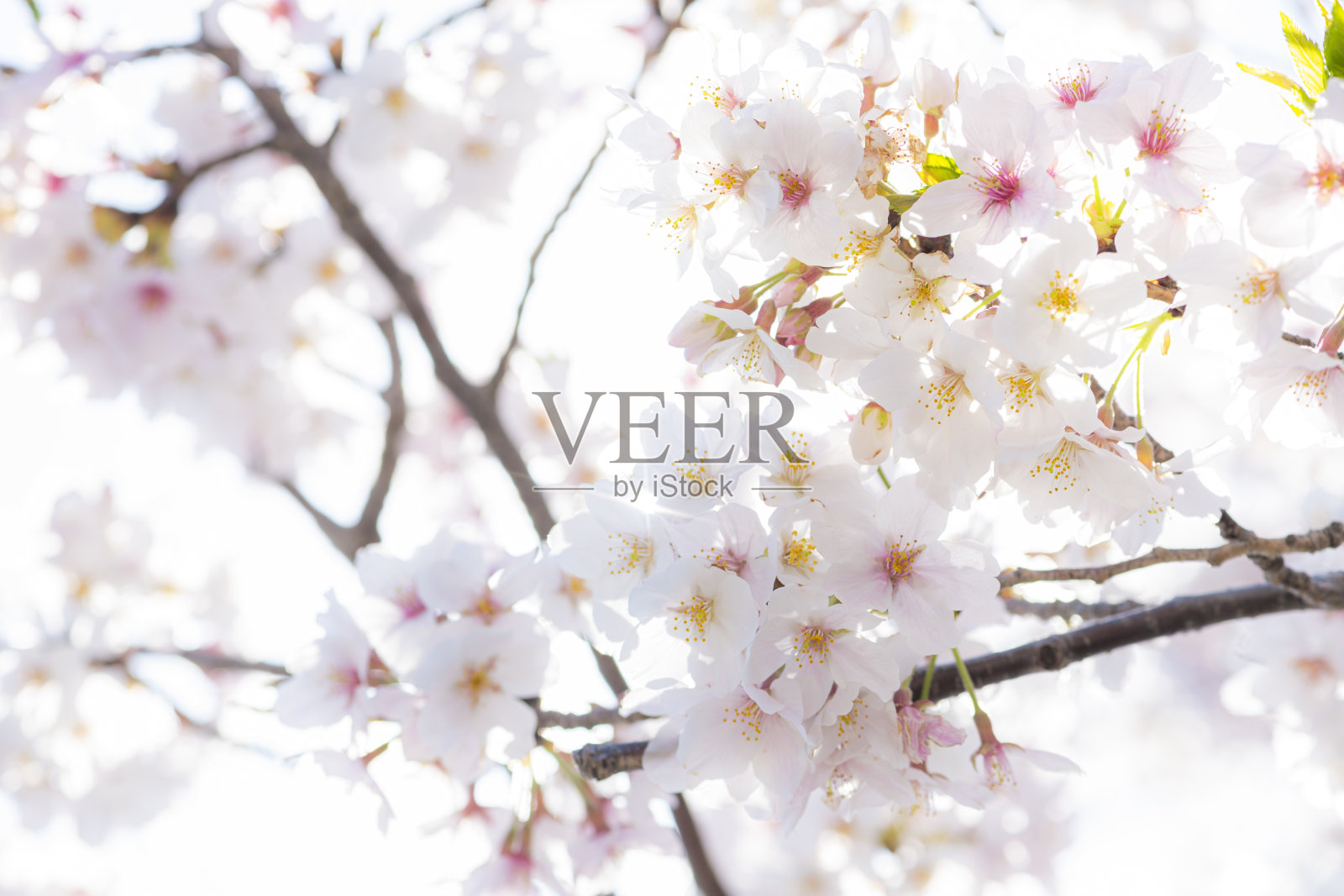 樱花盛开照片摄影图片