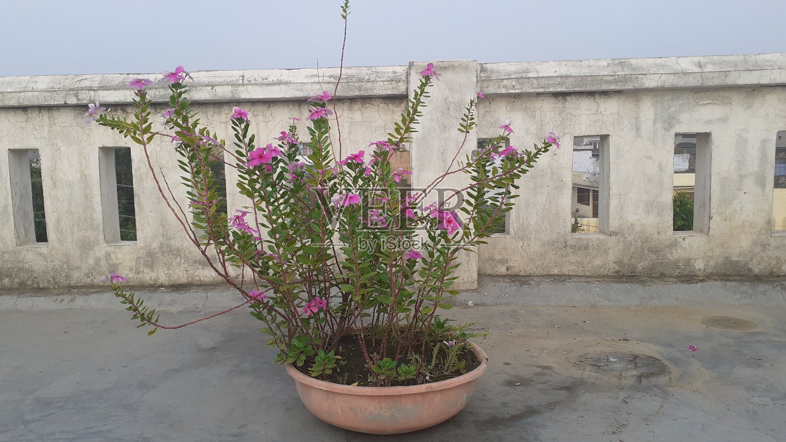 屋顶上的花盆照片摄影图片