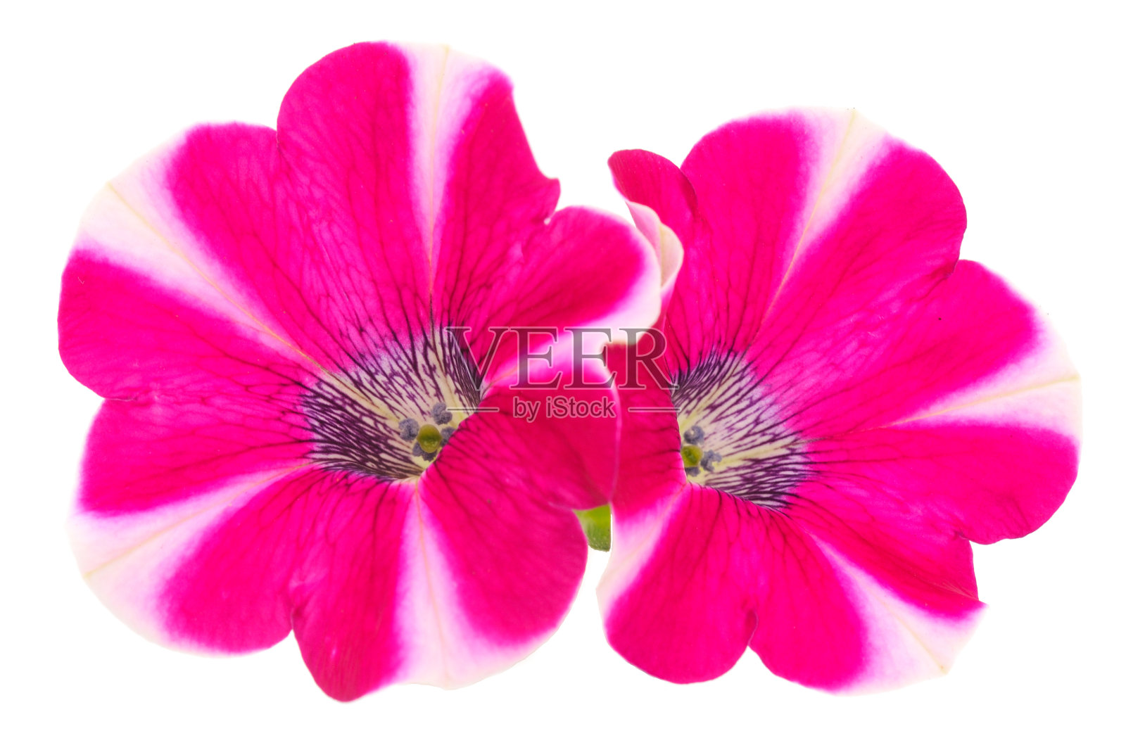 一束亚砜花。照片摄影图片