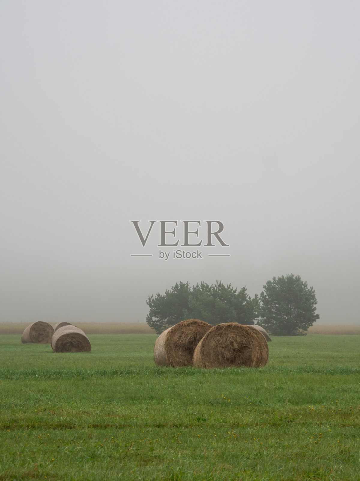 田野干草捆卷照片摄影图片