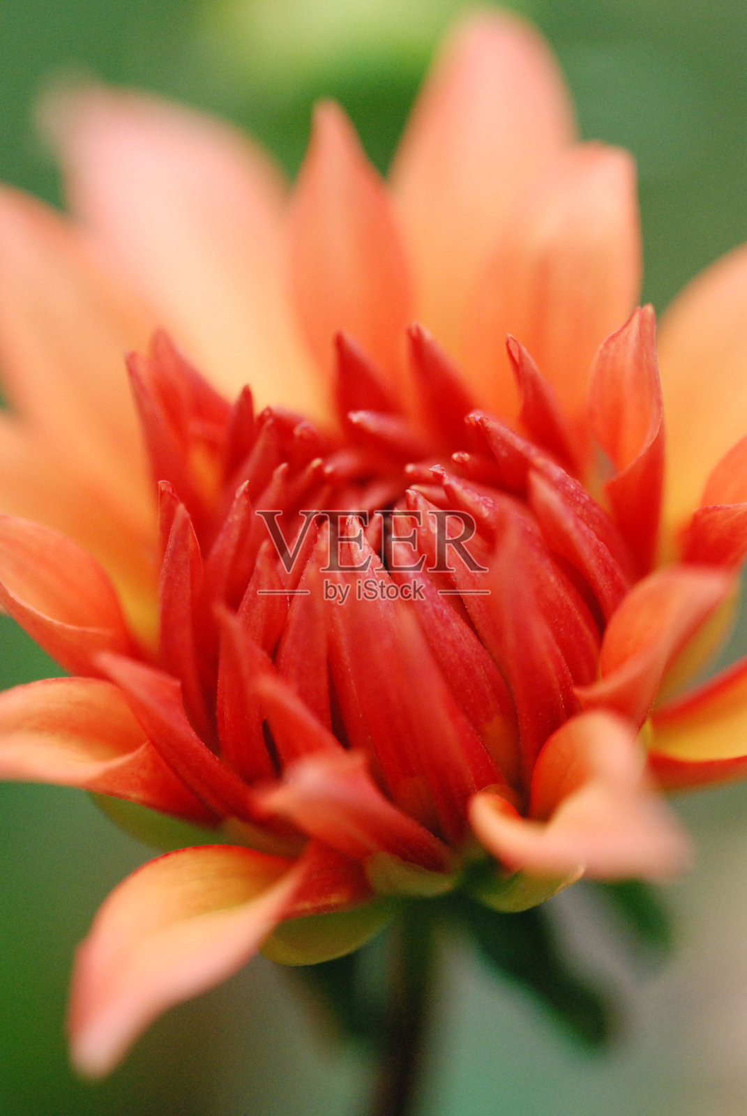 生长之美-大丽花照片摄影图片