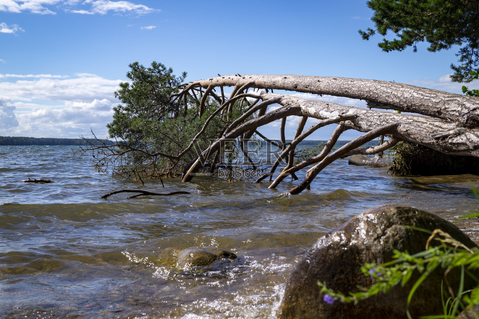 一棵大树在暴风雨中掉进海里照片摄影图片