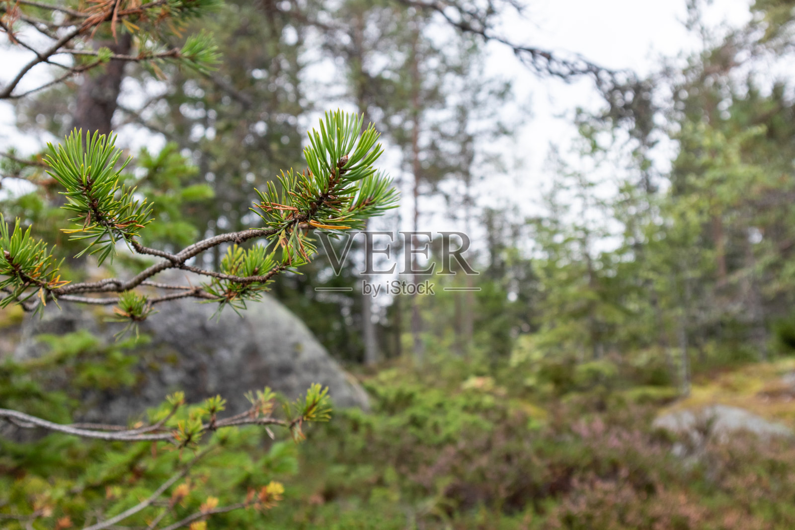 北部森林靠近海边的大花岗岩石头。照片摄影图片