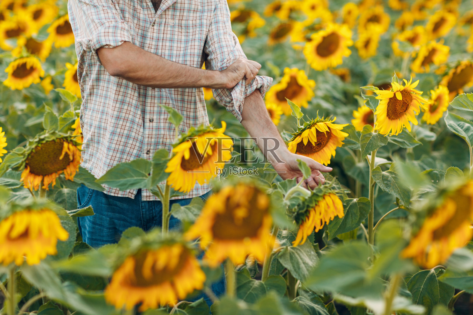 一个农夫卷起袖子,准备在向日葵地里干活。照片摄影图片