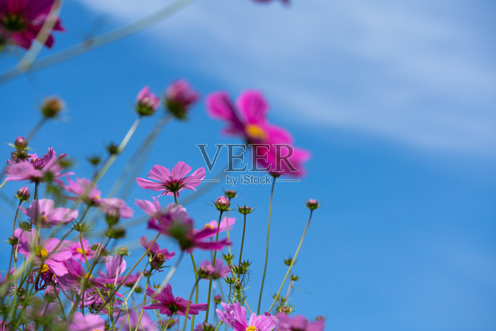 波斯菊田照片摄影图片