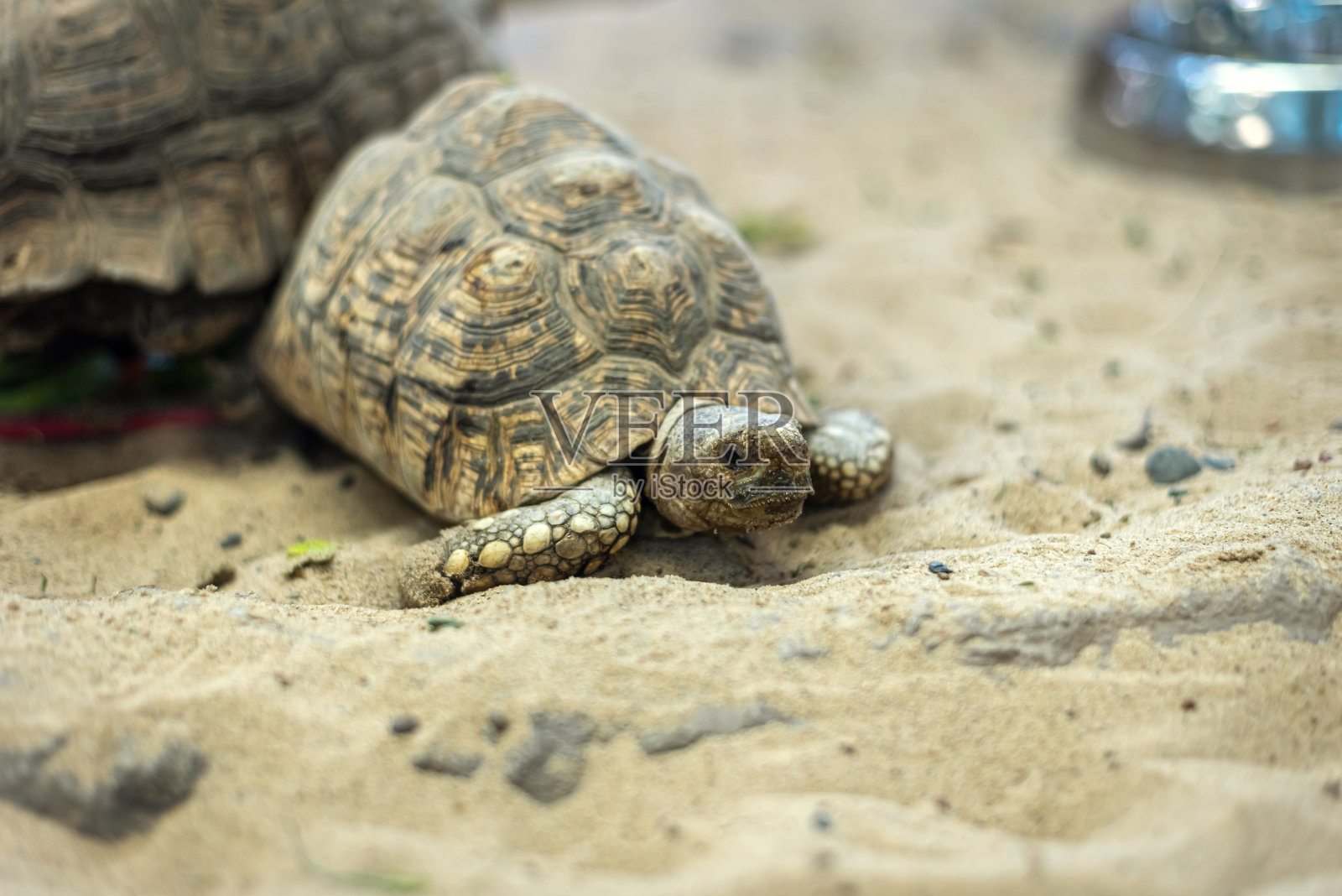 靠近沙滩上的海龟,选择性聚焦。照片摄影图片
