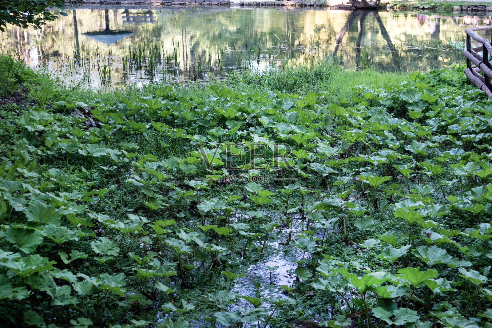 沼泽与睡莲在度假公园照片摄影图片