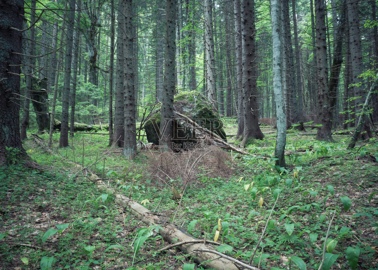 喀尔巴阡山脉的森林风景。在罗马尼亚。照片摄影图片