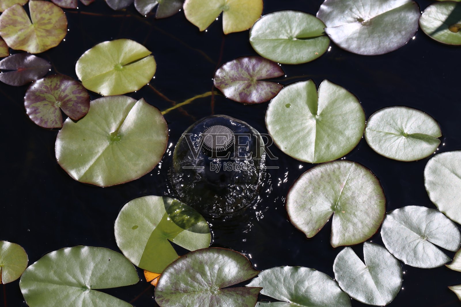 池塘中睡莲间的一个小喷泉照片摄影图片