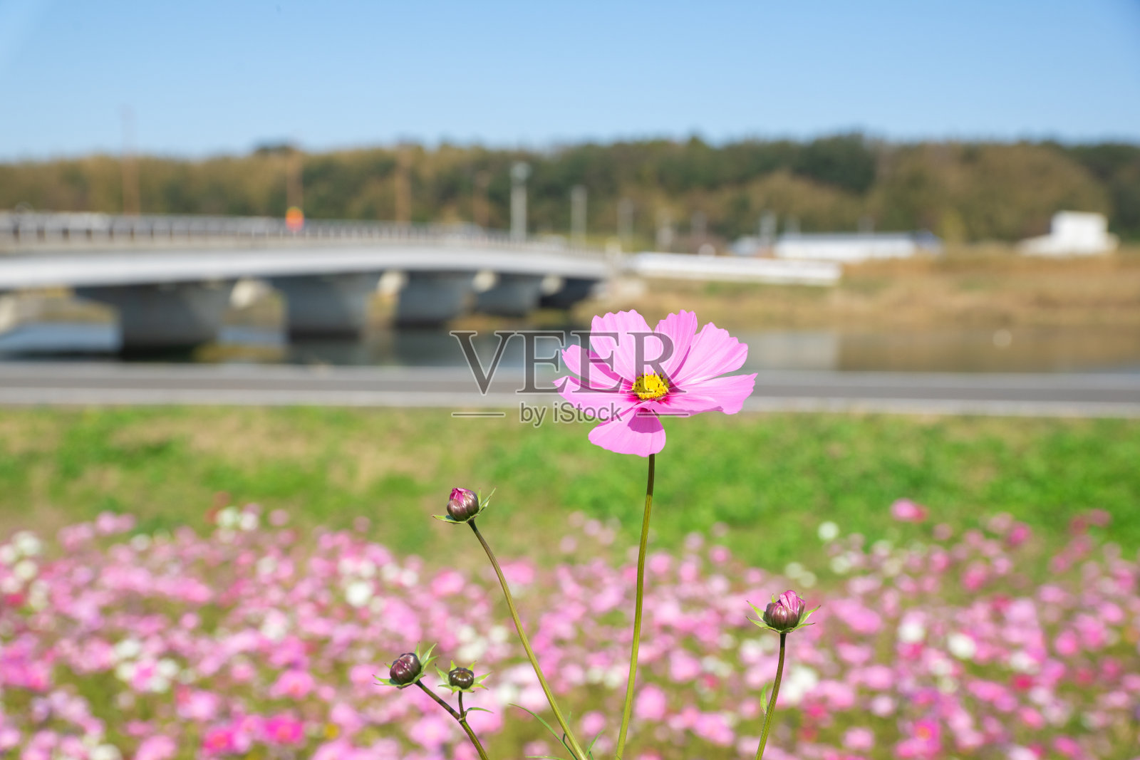 美丽的宇宙花盛开在花的田野照片摄影图片