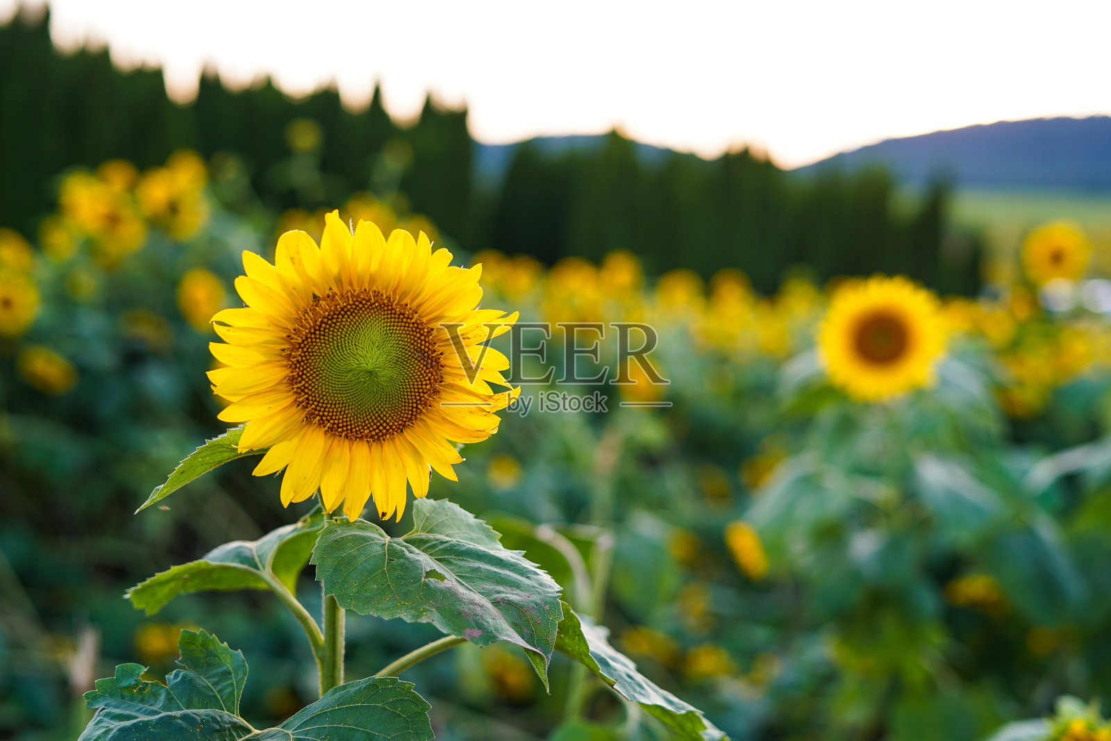 向日葵照片摄影图片