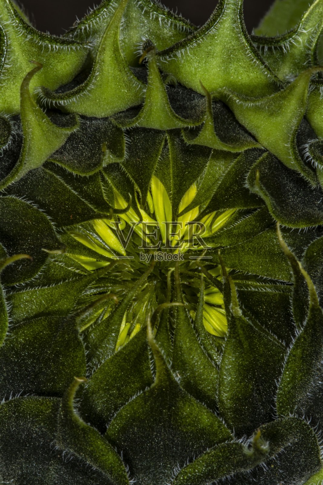 初露头角的向日葵。照片摄影图片