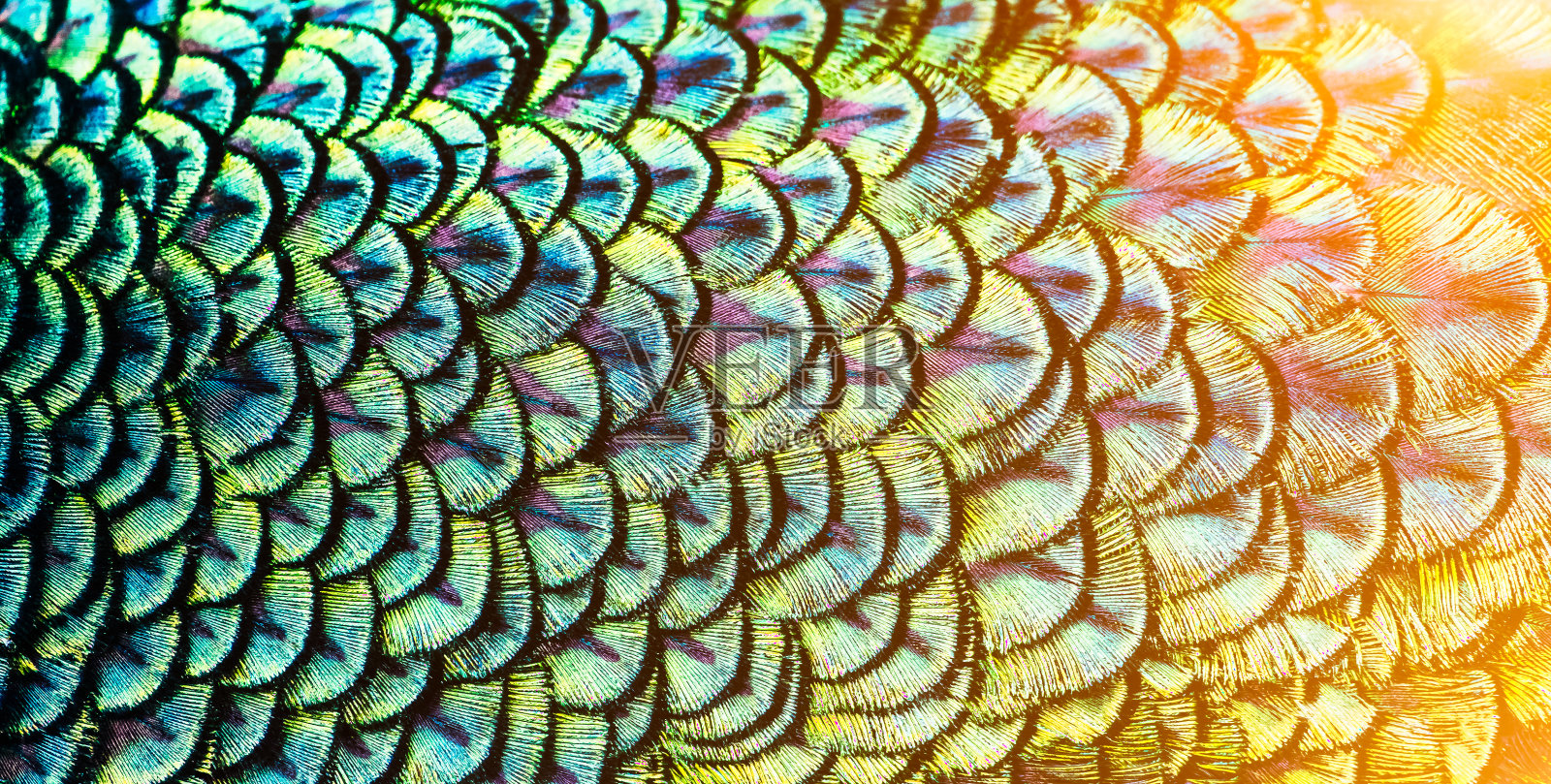 美丽的图案和颜色的羽毛照片摄影图片