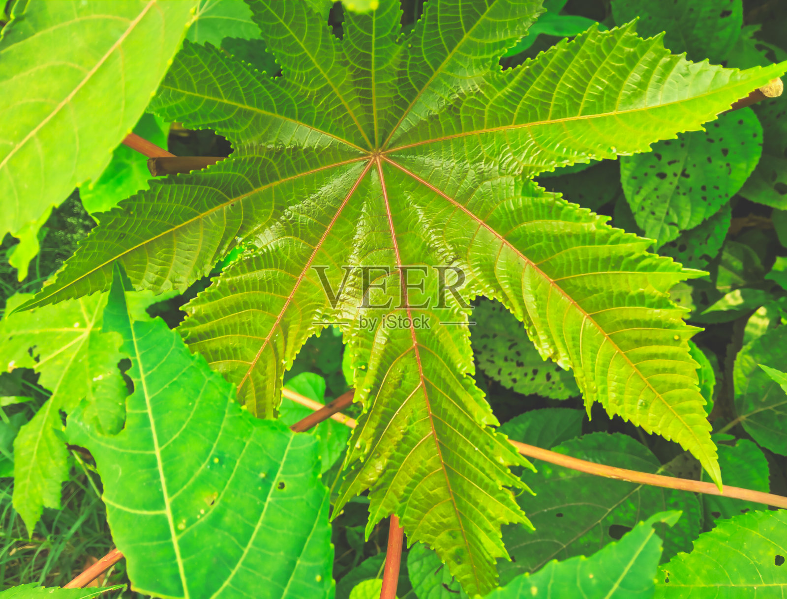 美丽的形状,新叶在叮叮当当照片摄影图片