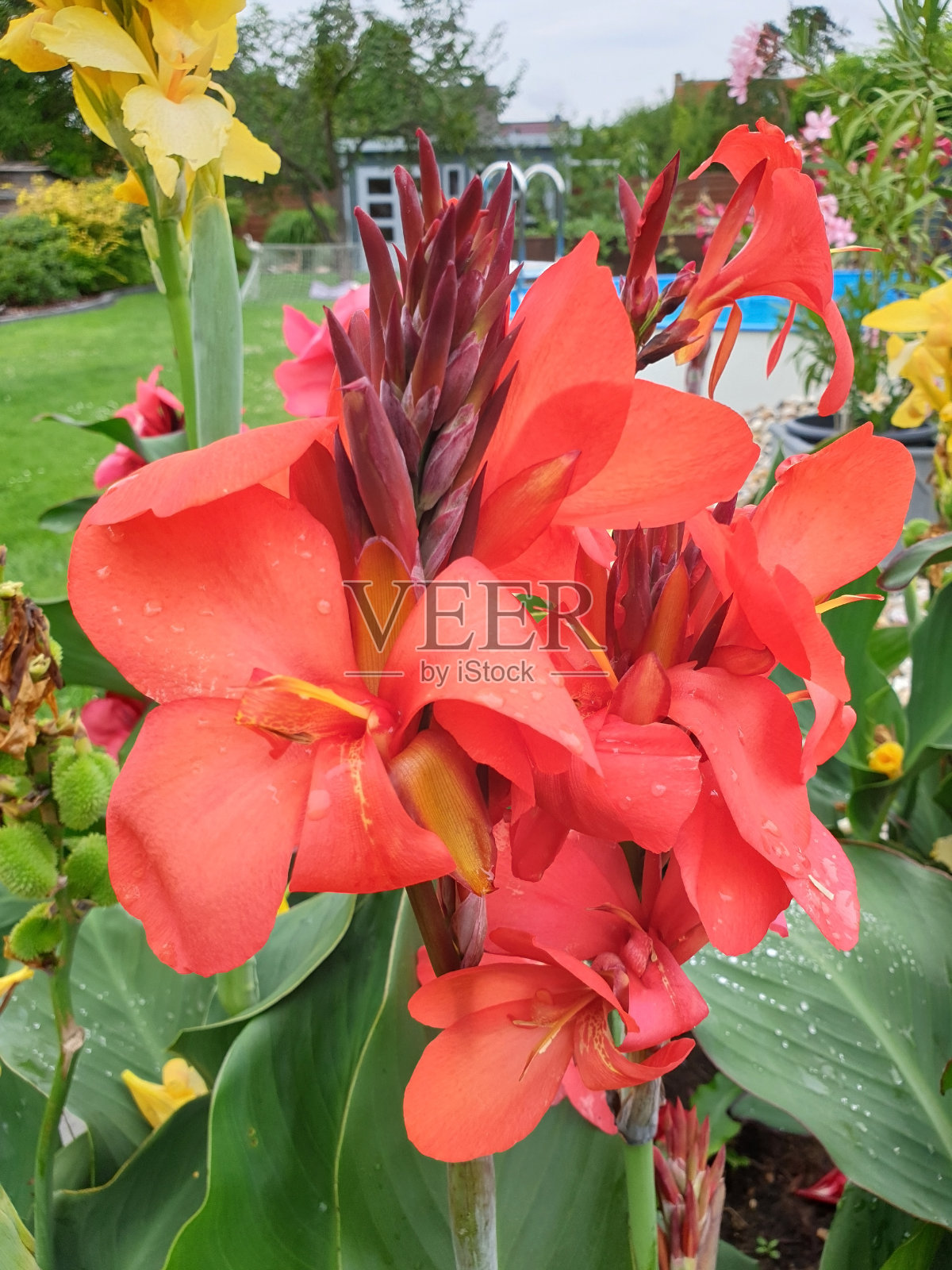 家里花园里的美人蕉植物的红色花朵照片摄影图片