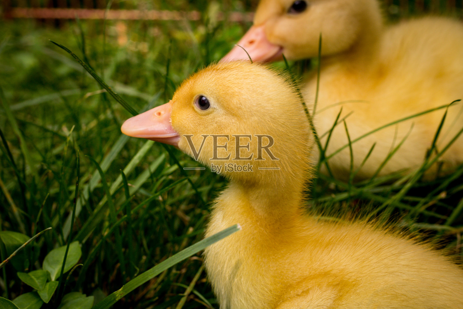 美国老百姓只小鸭照片摄影图片