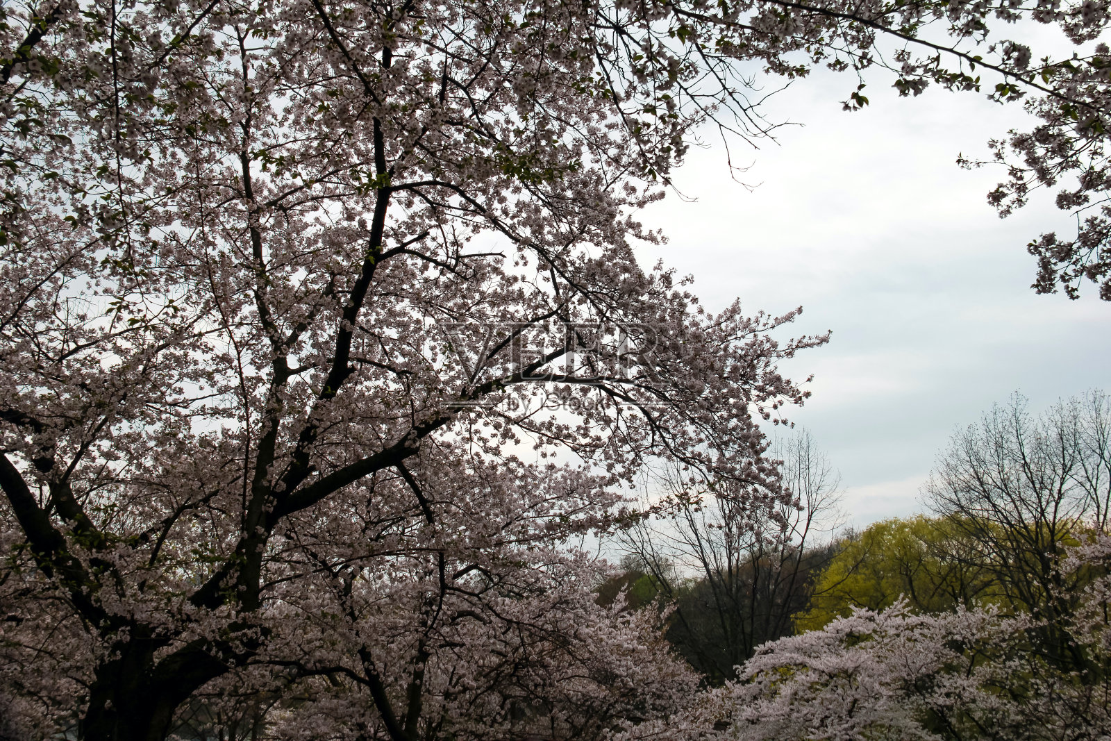 多伦多照片摄影图片