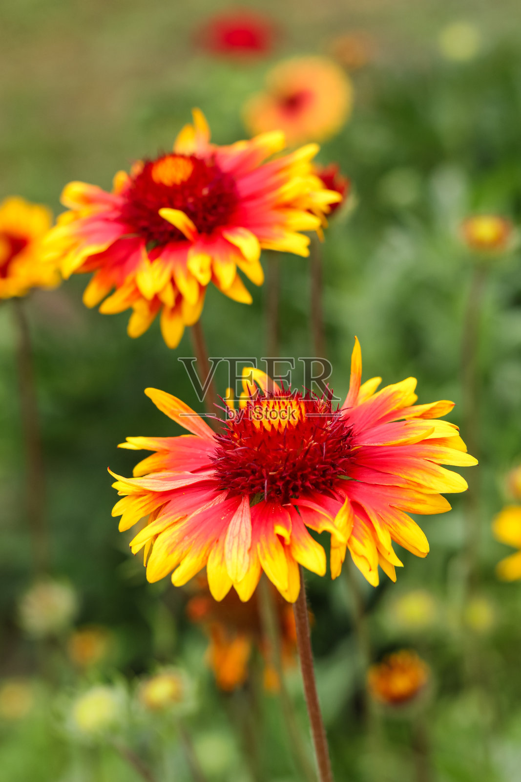 亮黄红花照片摄影图片