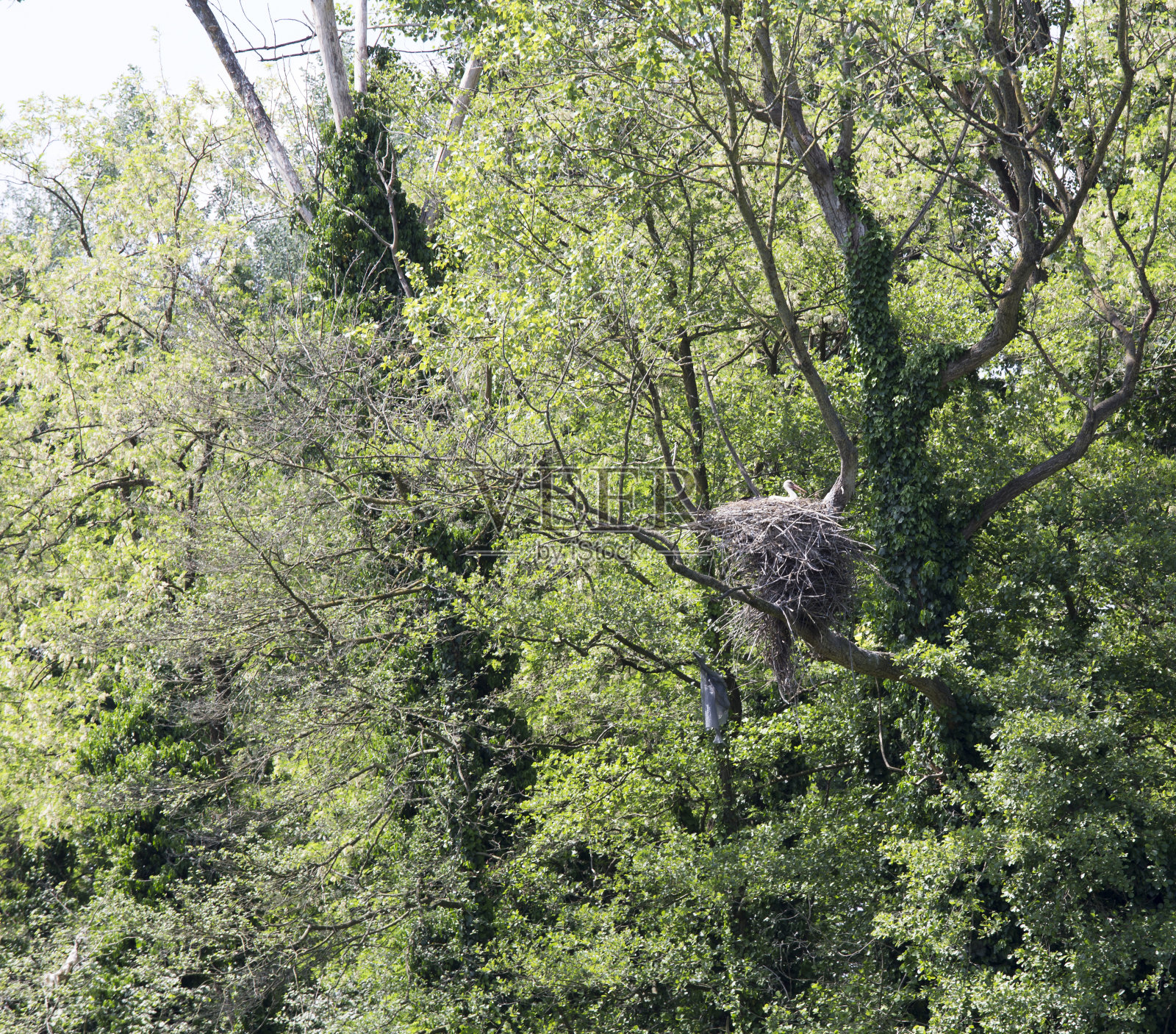 鸟瞰鹳巢照片摄影图片