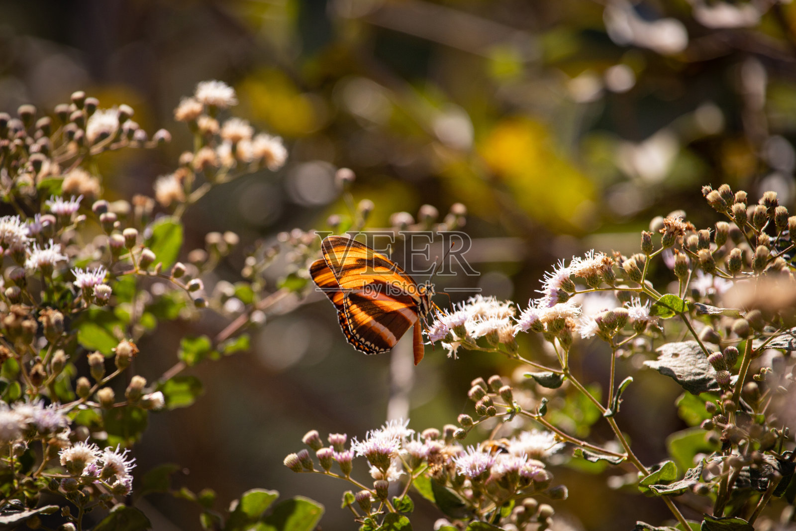 橙色蝴蝶在白色的野花上。橙虎(Dryadula phaetusa)照片摄影图片