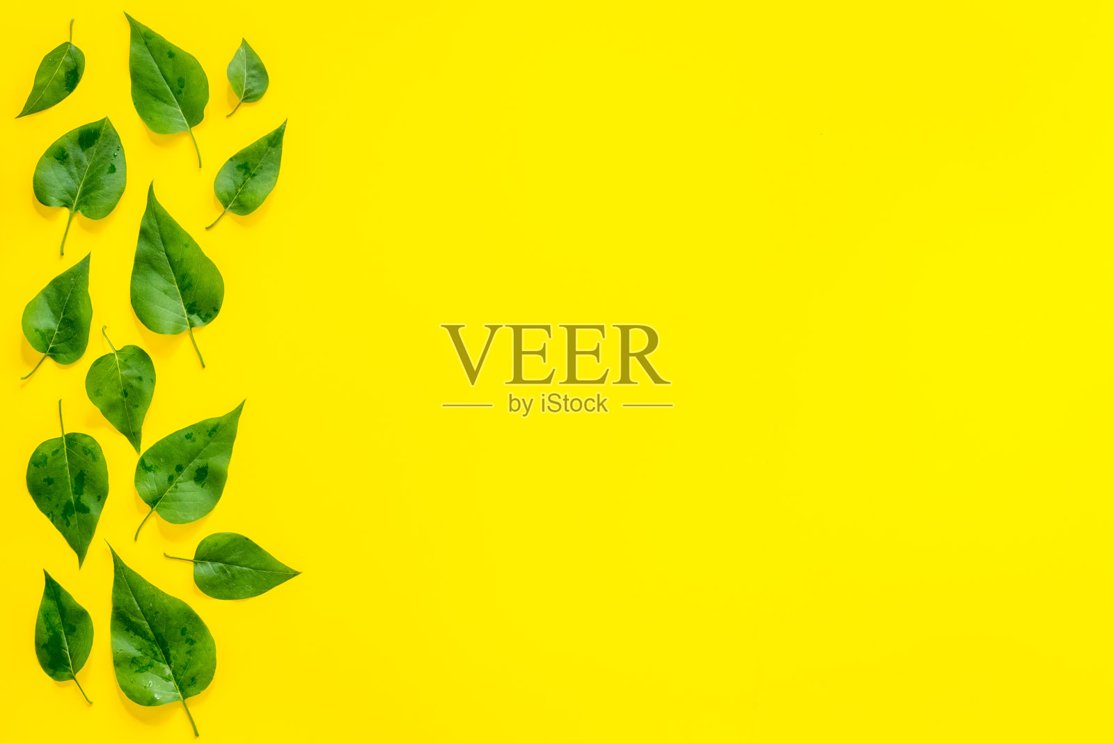 走出绿叶-自然背景。俯视图照片摄影图片