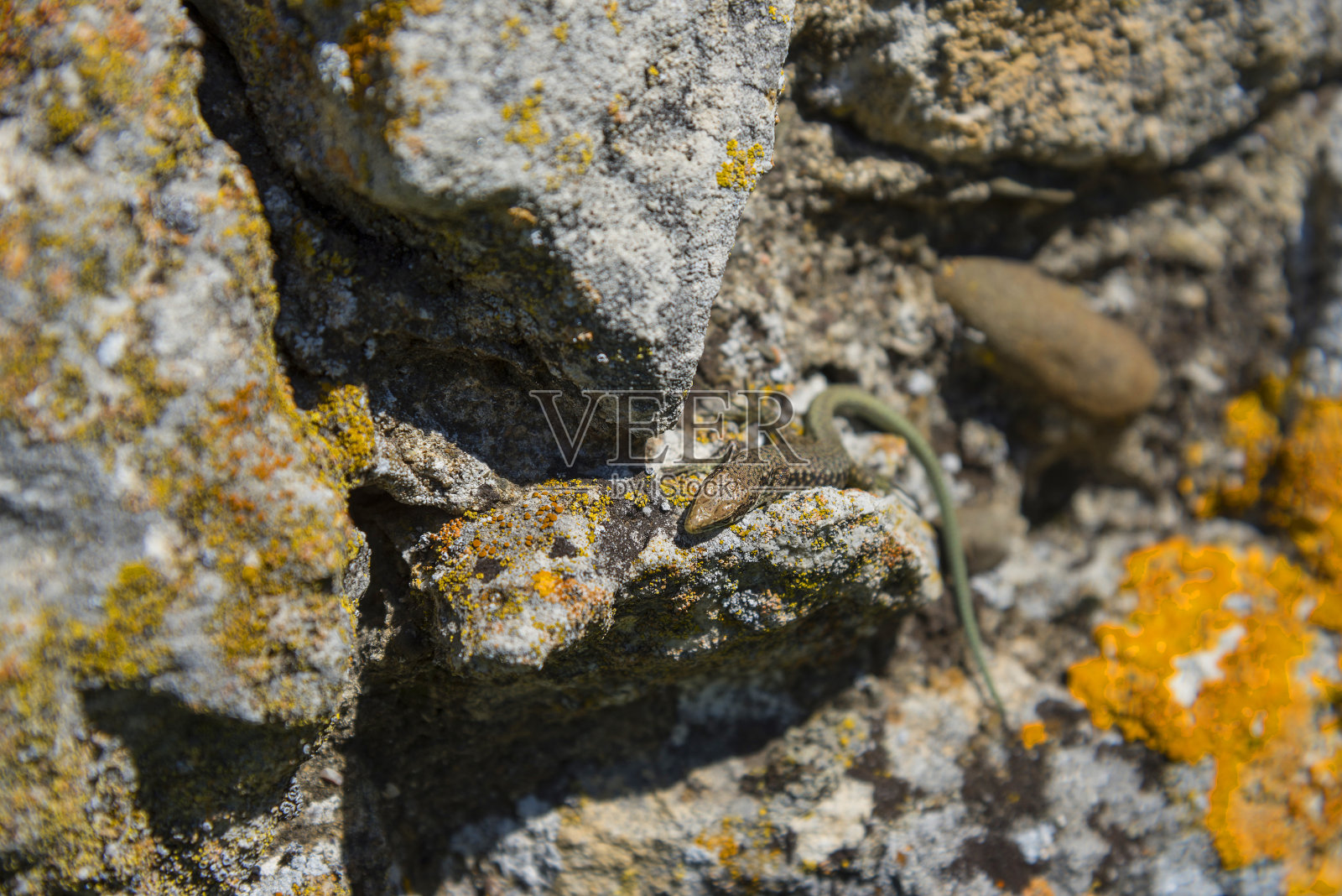 石头上的蜥蜴照片摄影图片
