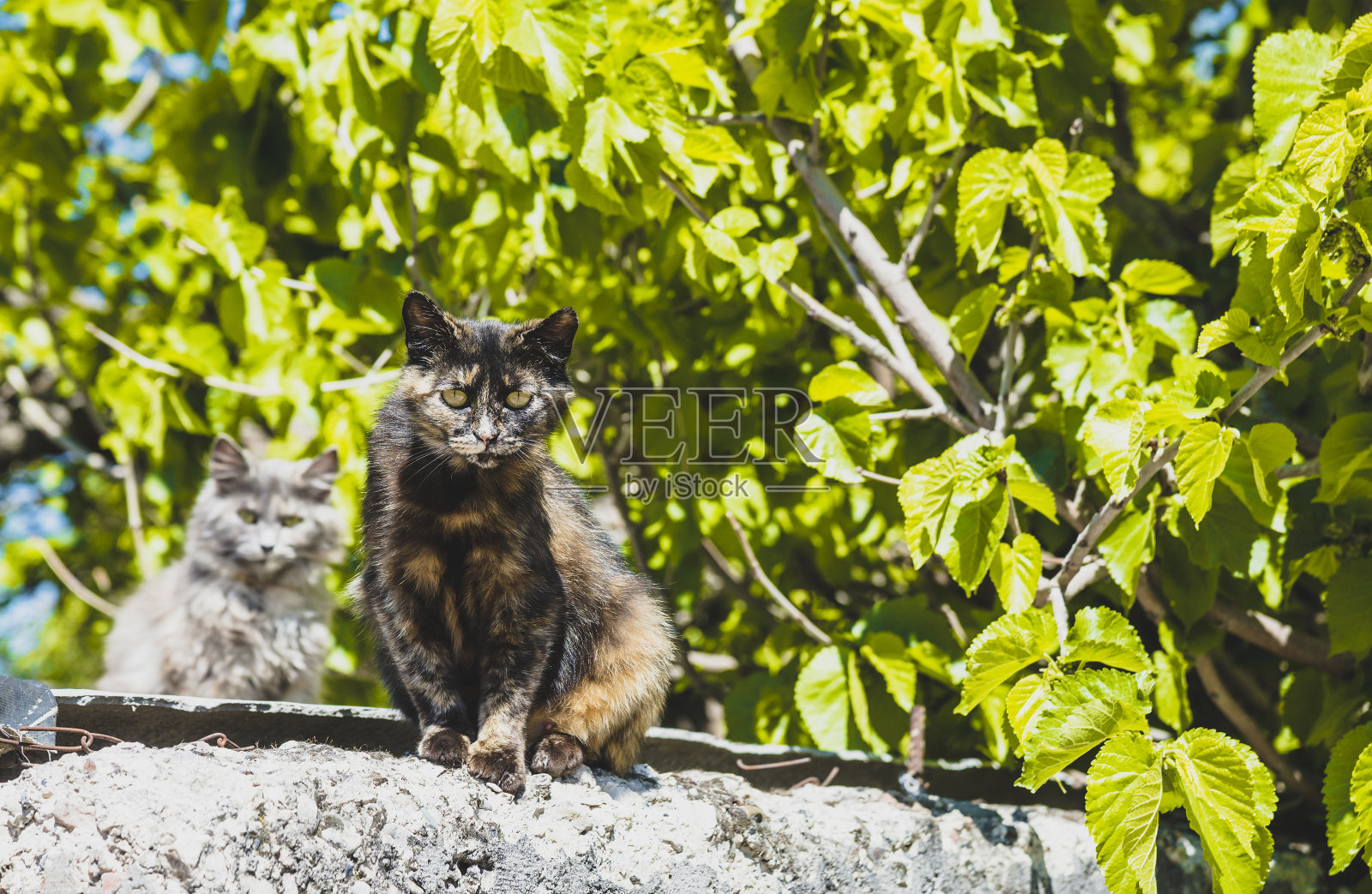 猫在篱笆上照片摄影图片
