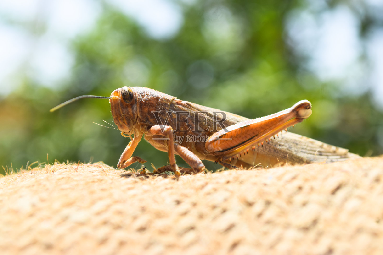 褐死蝗虫断腿,蝗虫巨虫近距离,野生动物迁徙蝗虫身体无脊椎壁纸背景照片摄影图片