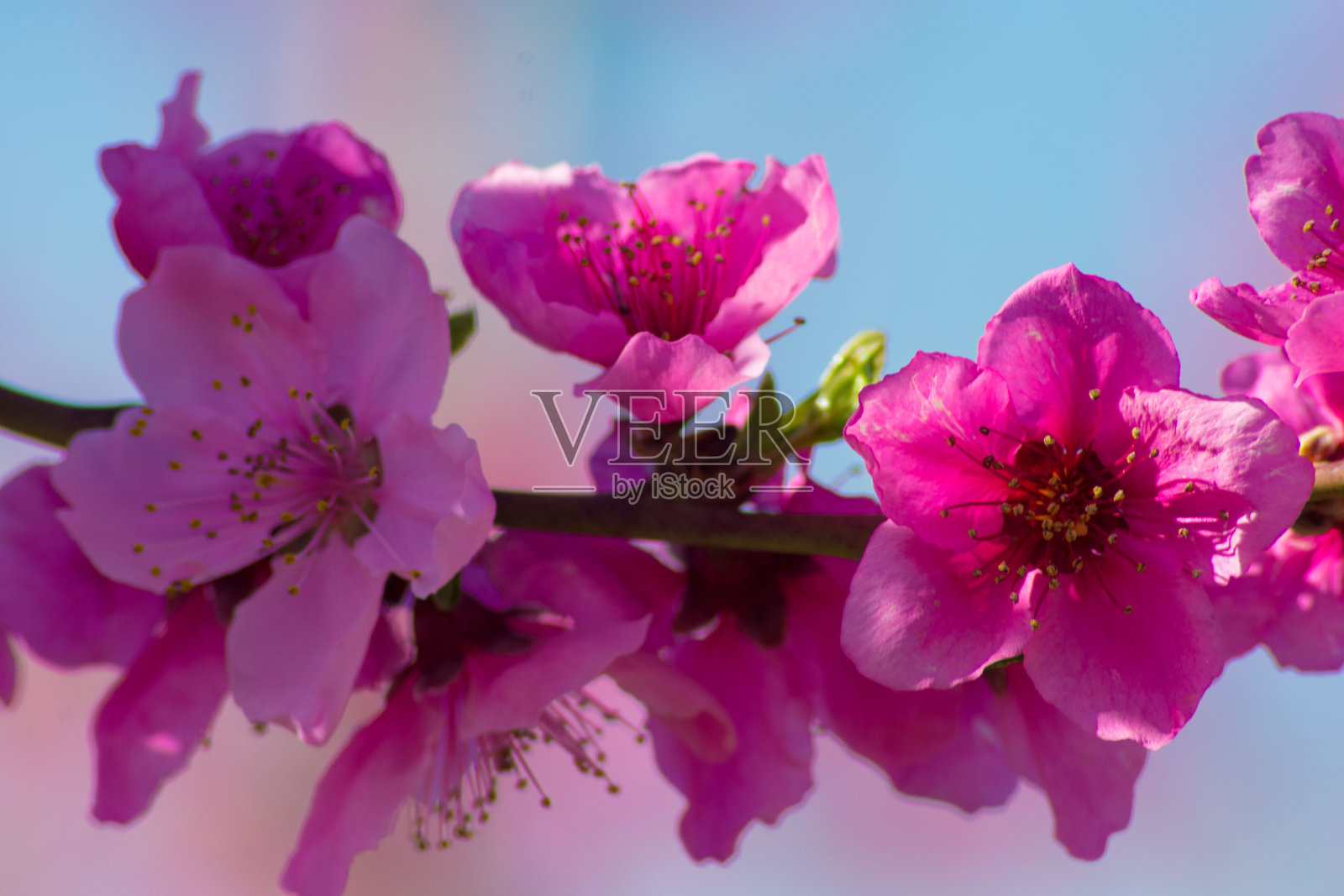 Aitona水果照片摄影图片