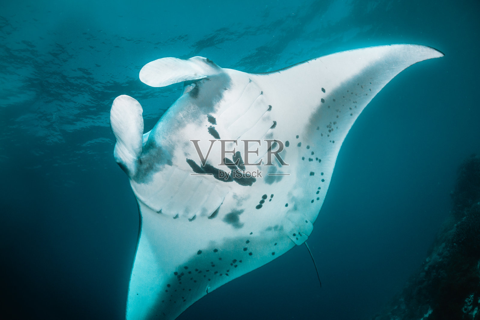 蝠鲼在清澈的蓝色水中游泳照片摄影图片