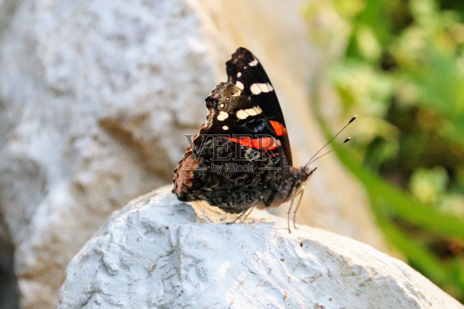 红蝴蝶上将照片摄影图片