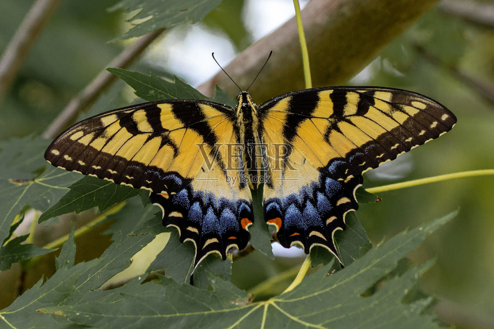 东方虎燕尾蝶照片摄影图片
