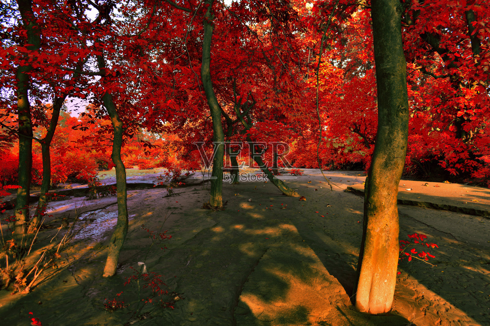 森林照片摄影图片