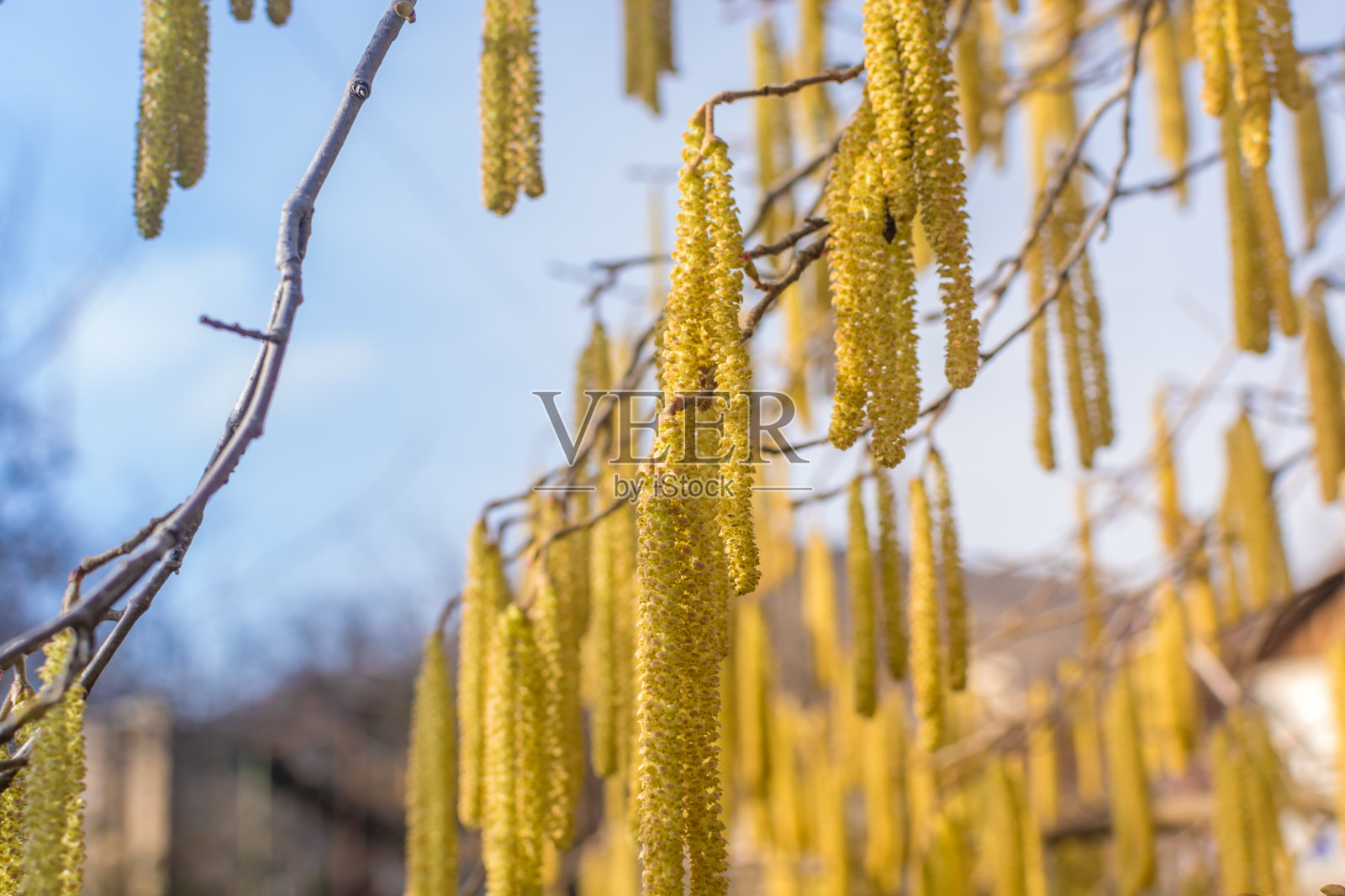 胡桃树的耳环照片摄影图片