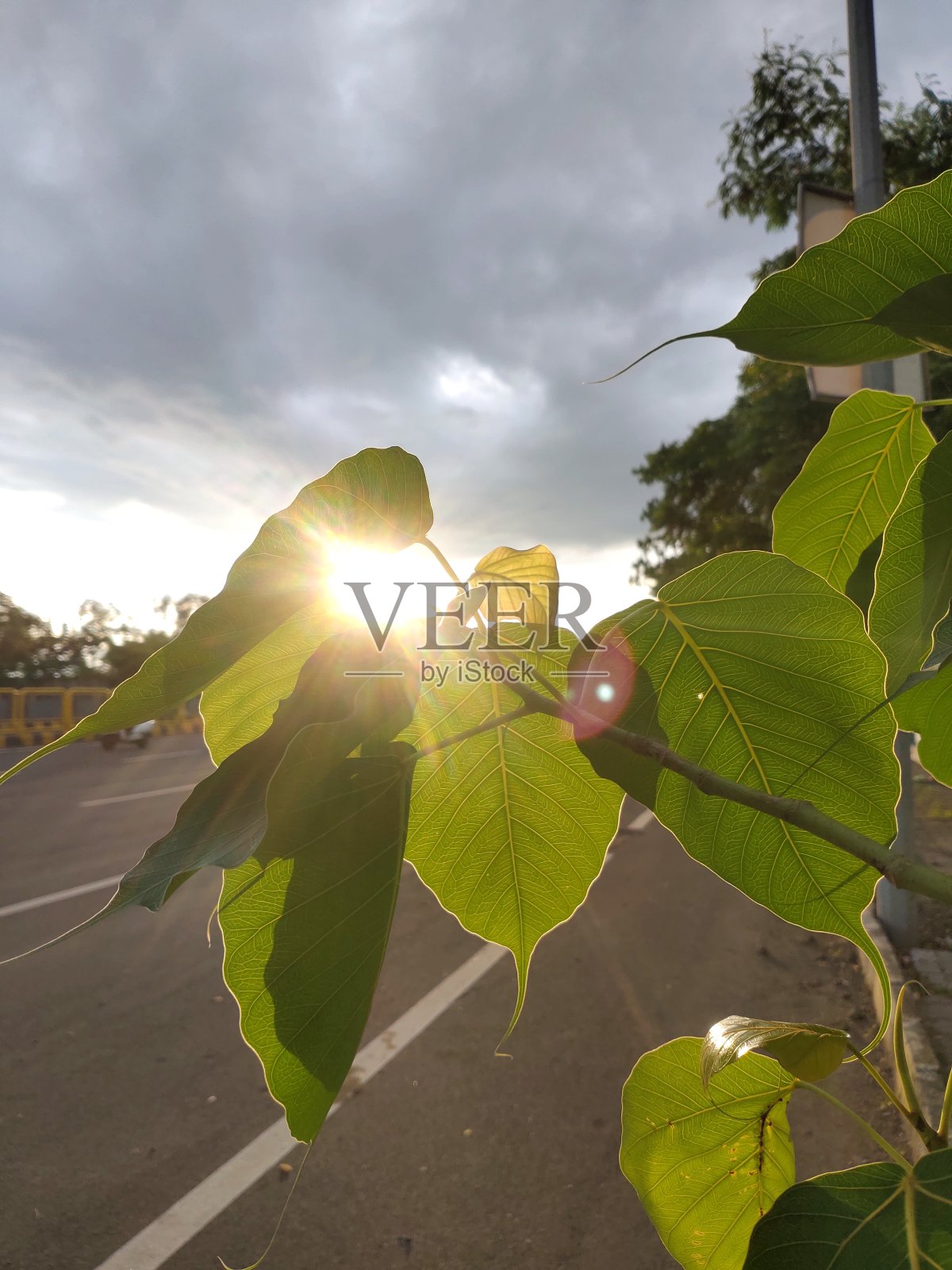 树叶子的背光图像照片摄影图片