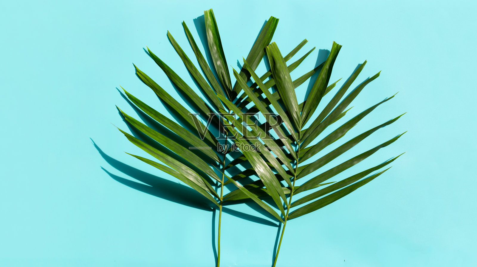 蓝色背景上的热带棕榈叶。照片摄影图片
