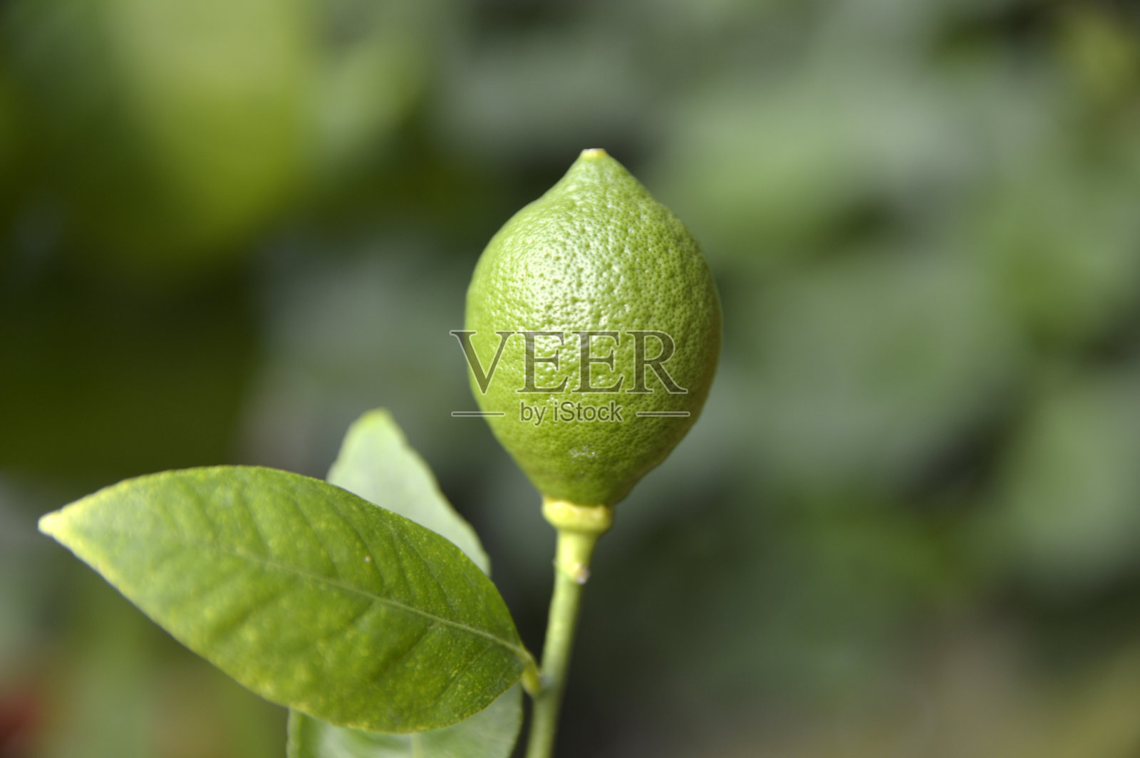 柠檬树与未成熟的果实近距离照片摄影图片