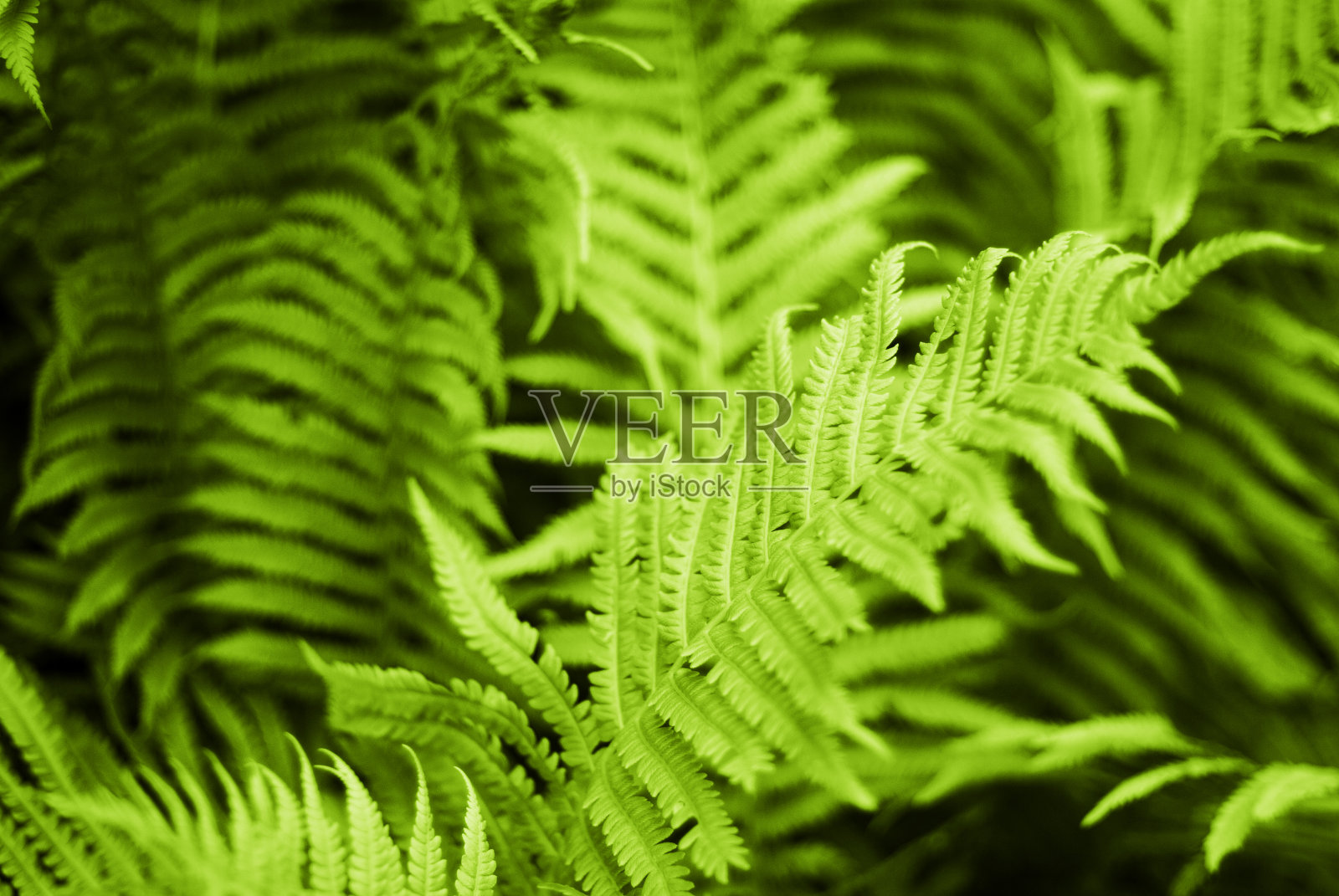 完美的天然蕨类图案。绿叶和宏叶。花卉蕨类植物的背景照片摄影图片