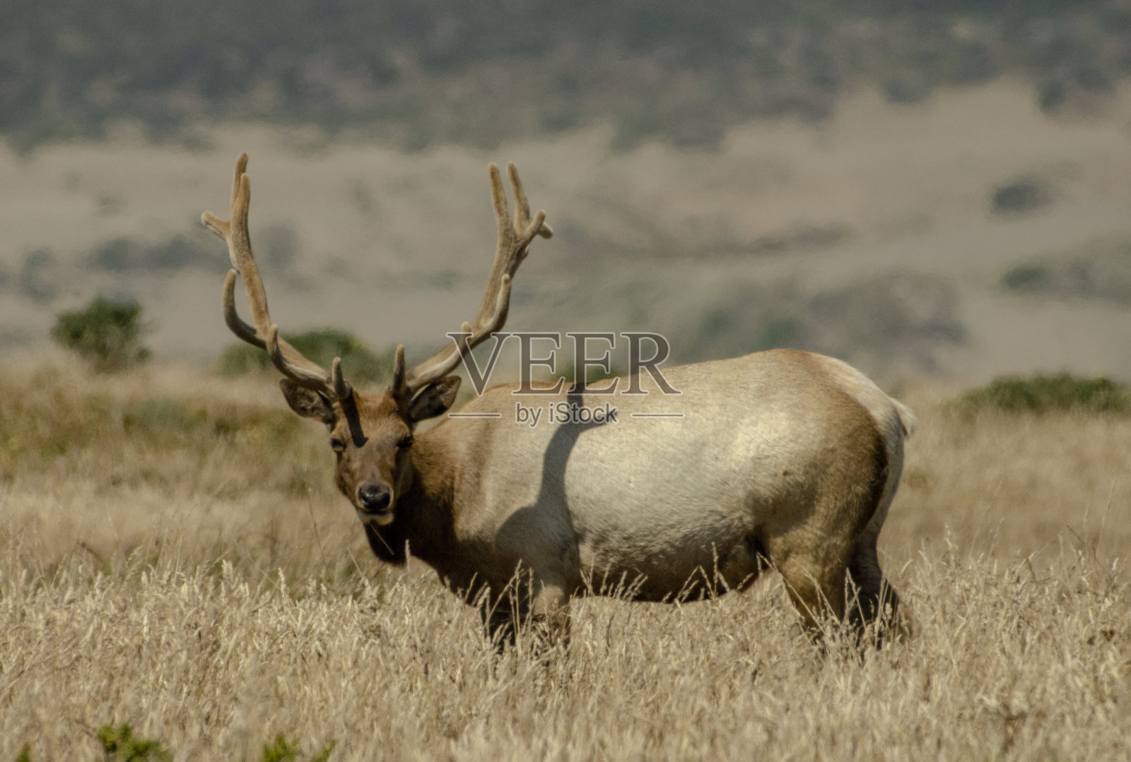 来吧,雷耶斯角的麋鹿照片摄影图片