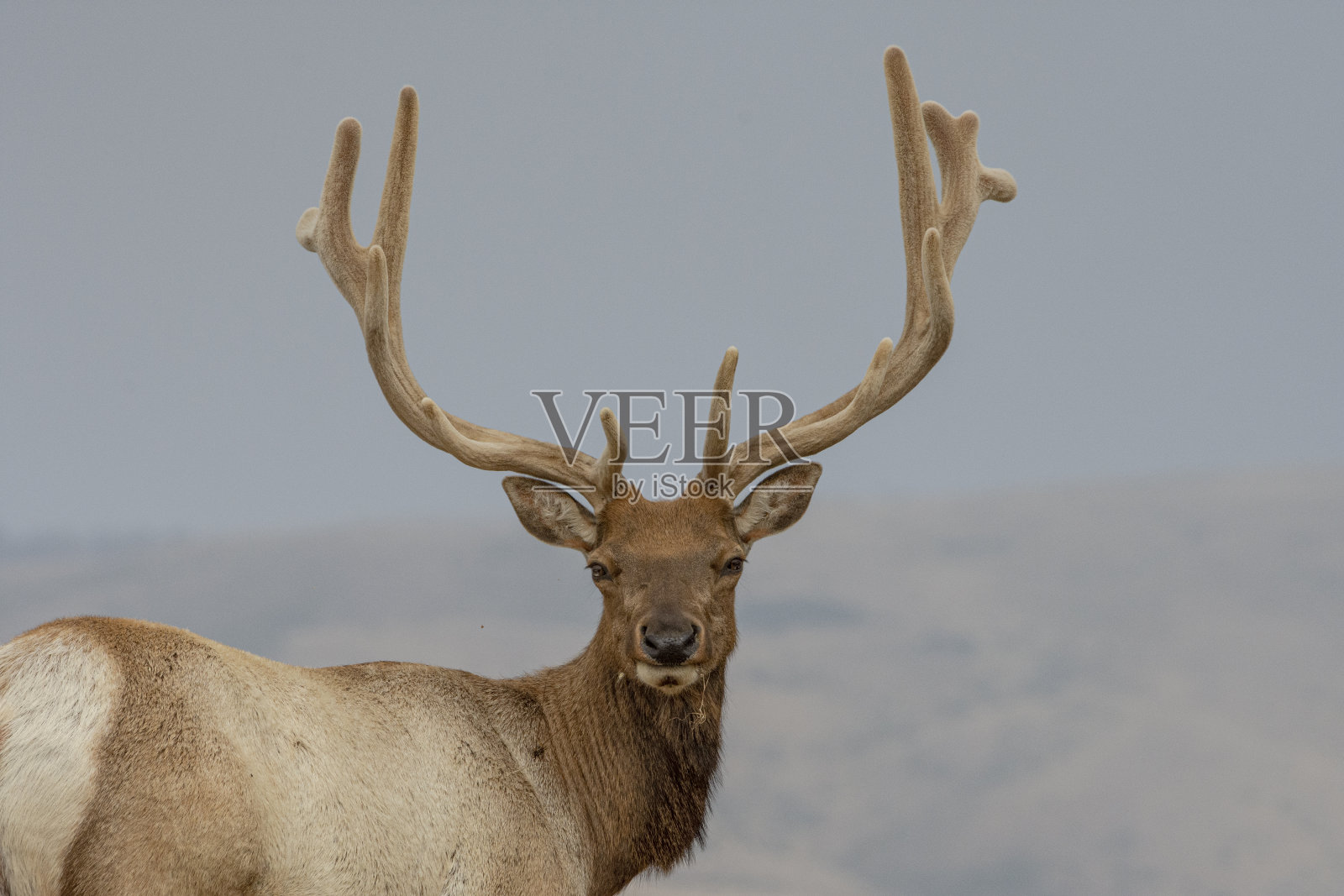 来吧,雷耶斯角的麋鹿照片摄影图片