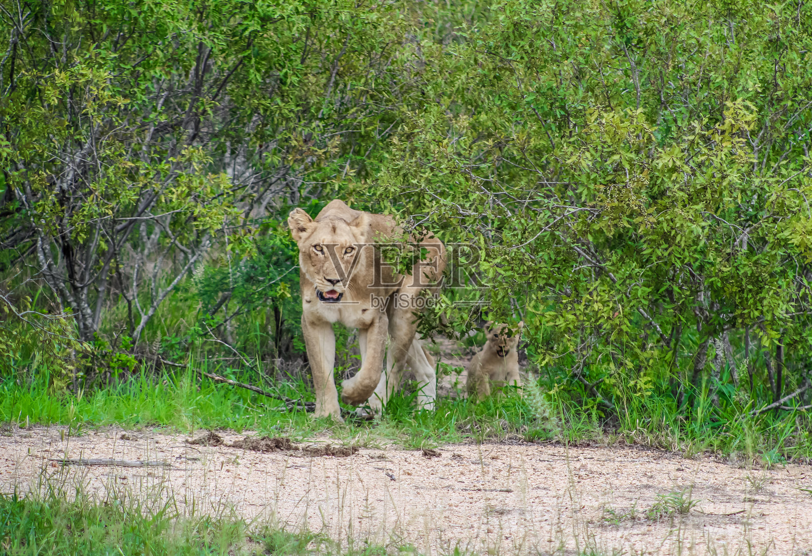 在克鲁格国家公园狩猎体验期间,一只非洲母狮在丛林中跟踪的肖像照片摄影图片
