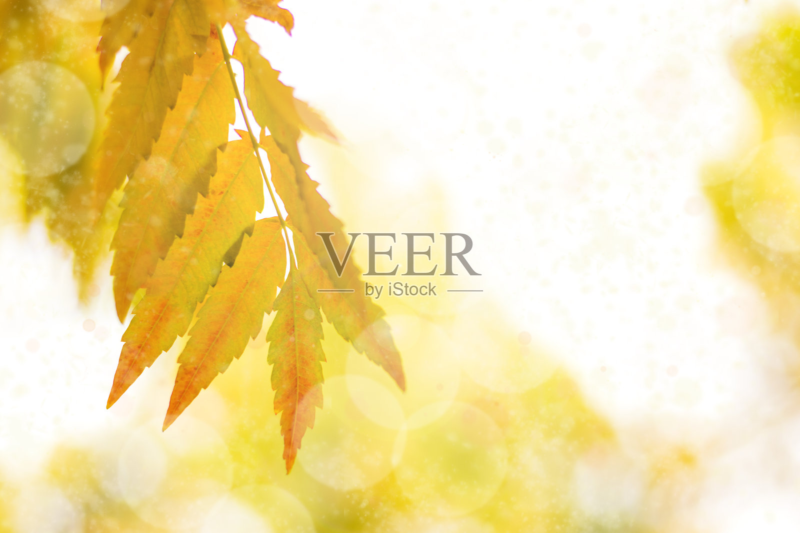 秋枝用山毛榉树叶装饰美丽自然的散景背景复制空间文字你好秋,九月、十月、十一月,自然的概念照片摄影图片